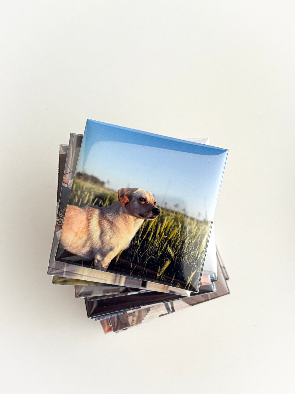 Family Set — 12 Magneta